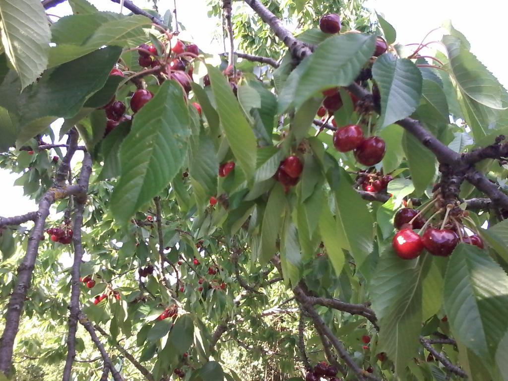 Giardino Di Potentino Седжано Экстерьер фото